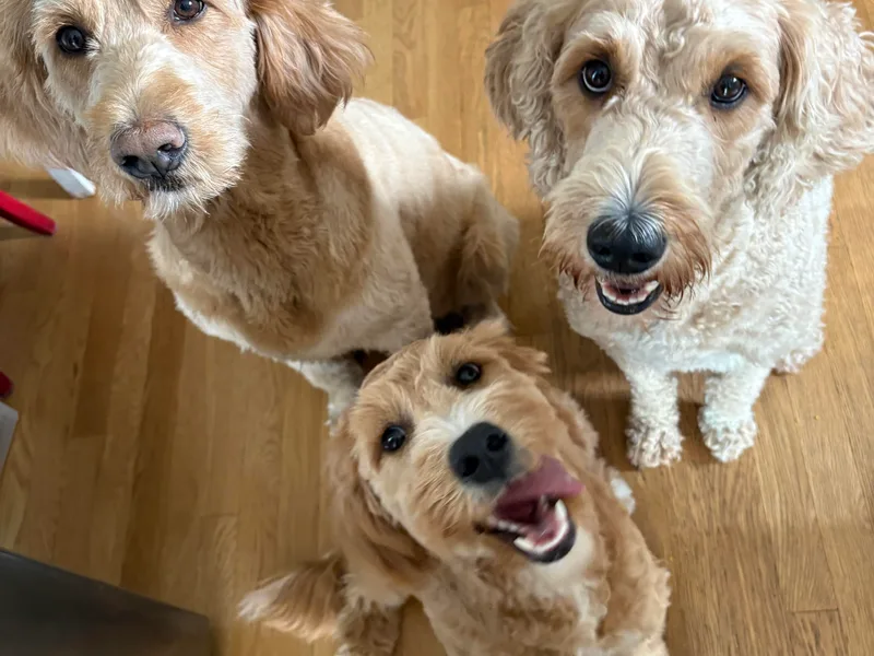 Bellegrove Goldendoodles