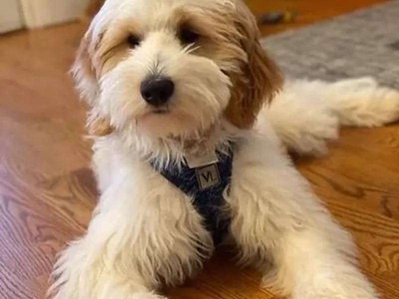 Bellehurst Goldendoodles