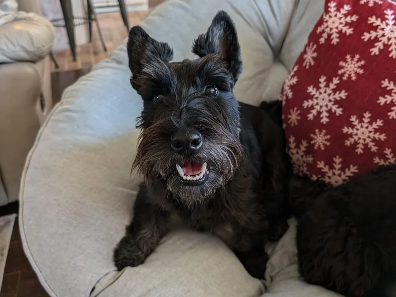 Bellendaine Scotties