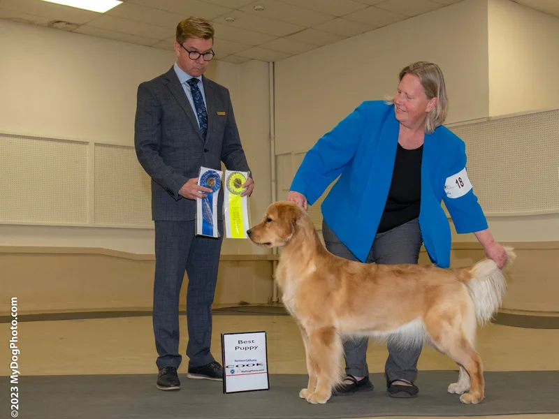 Bellenous Golden Retrievers