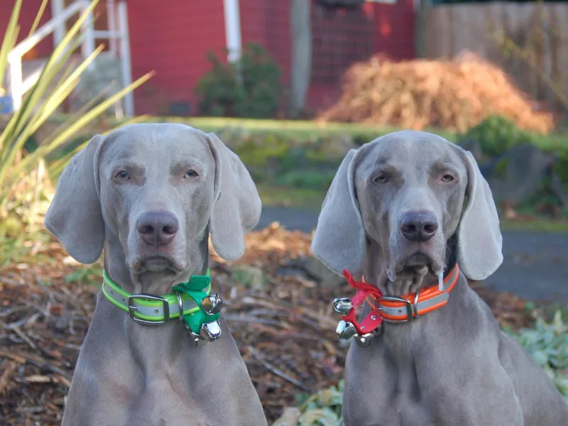 Belleven Weimaraners