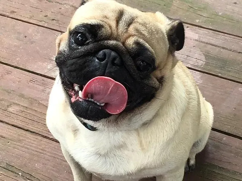 Belleviewpugs.com