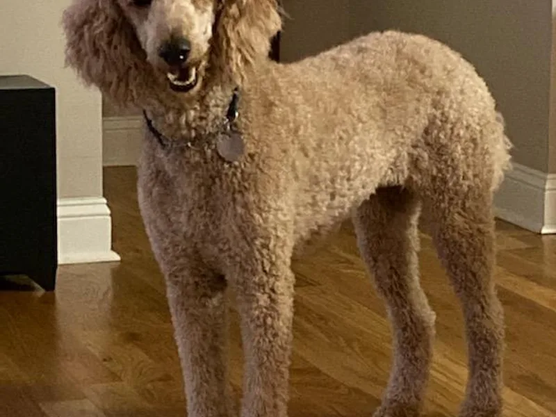 Bellewynd Standard  Poodles