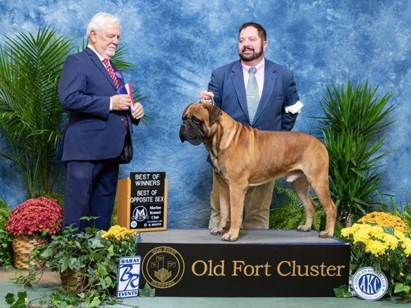 Belleza Bullmastiffs