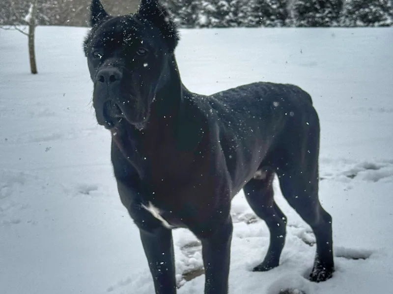 Bellissima Cala Cane Corso