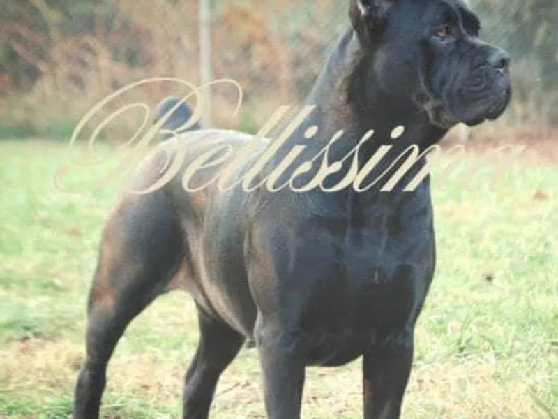 Bellissima Cane Corso