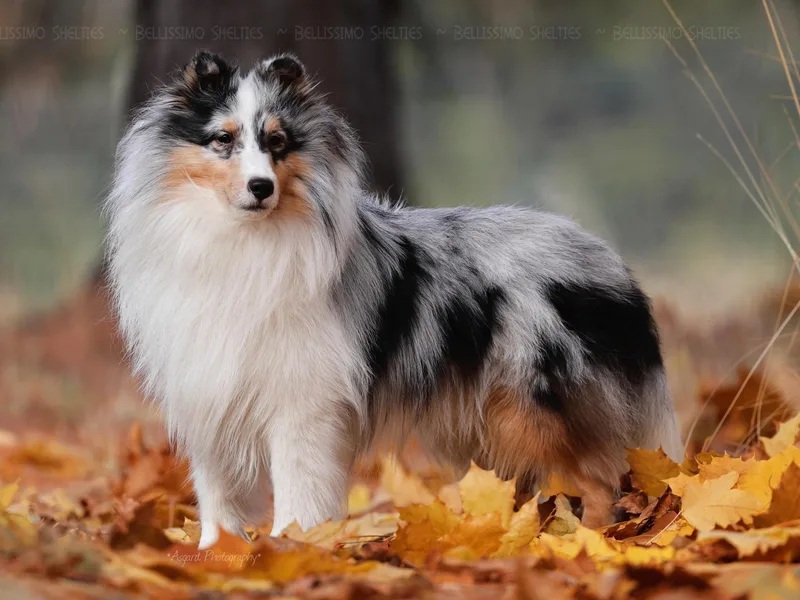 Bellissimo Shelties