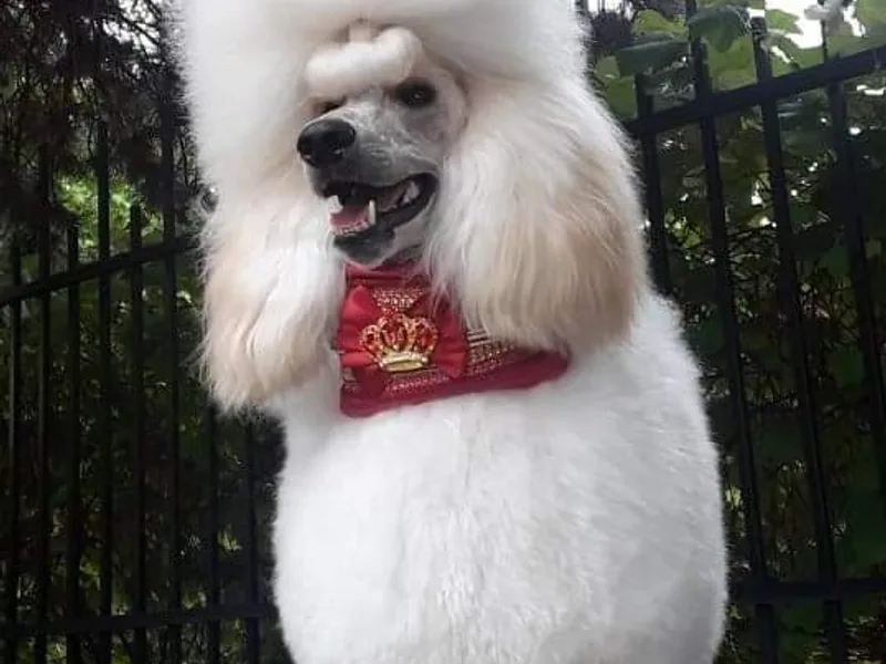 Bellissimo Standard Poodles