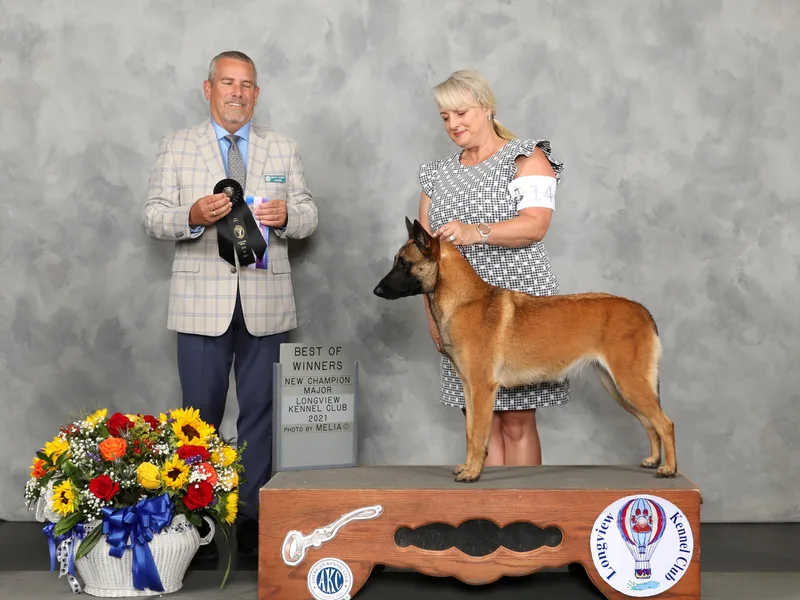 Bellmont Belgian Malinois