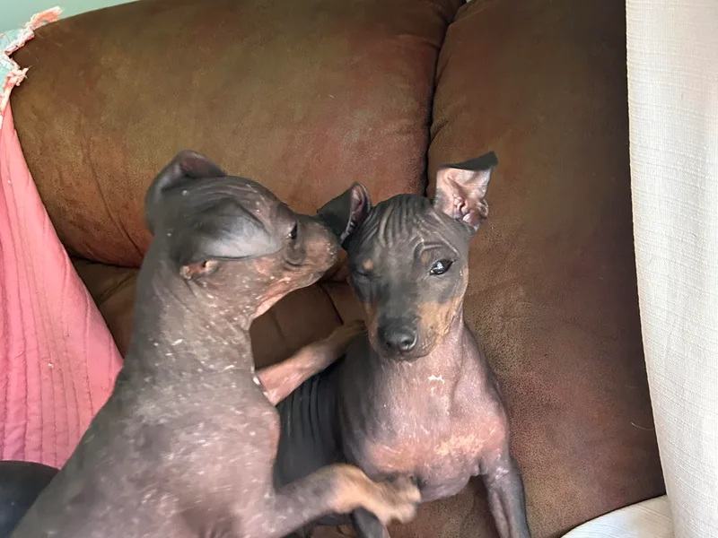 Bellridge American Hairless Terriers