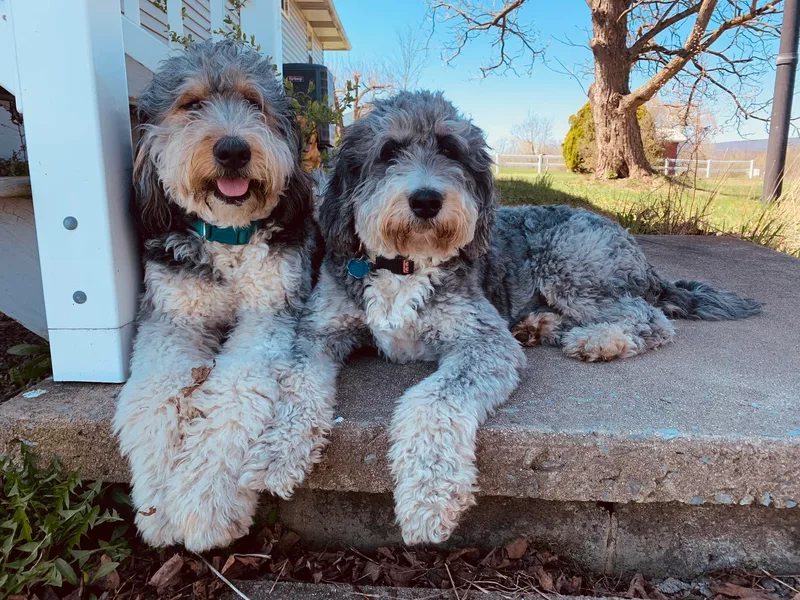 Bells Bernedoodles photo 1