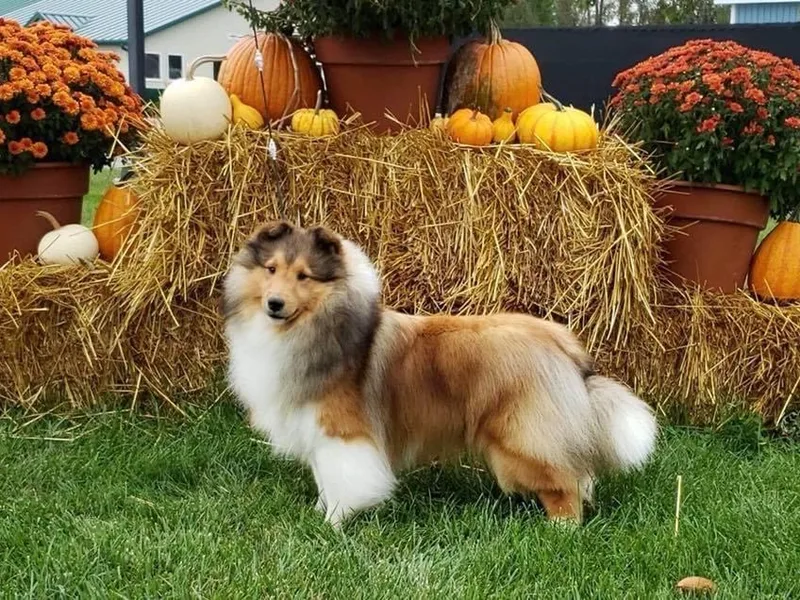 Belmar Shetland Sheepdogs