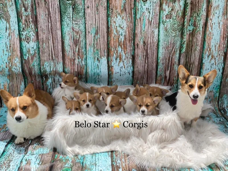 Belo Star Corgis photo 1