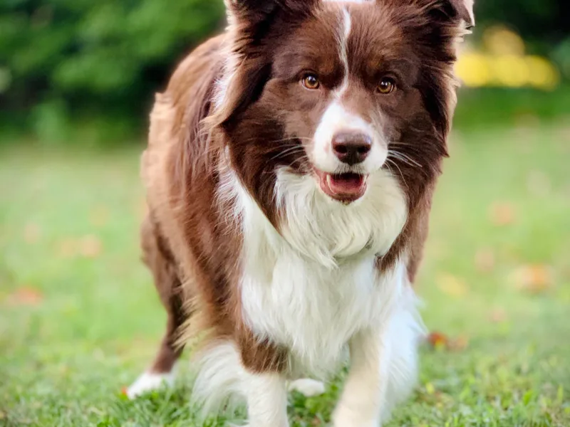 Beloved Bearded &amp; Border Collies