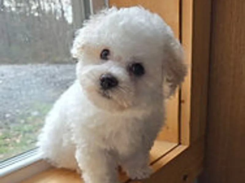 Beloved Bichon