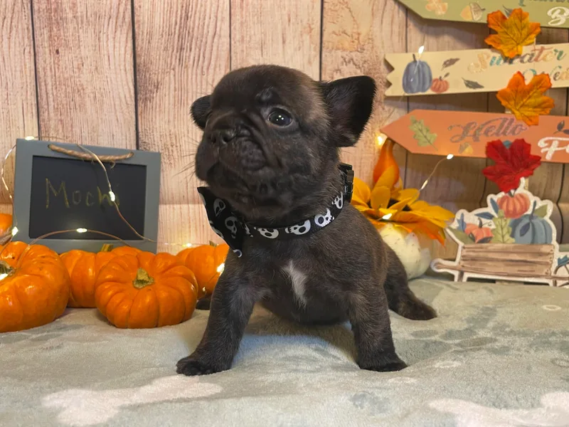 Beloved Frenchies