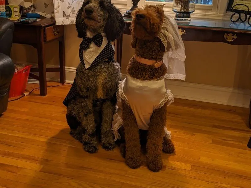 Beloved Goldendoodles, LLC.