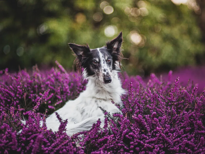 Beloved Silken Windhounds