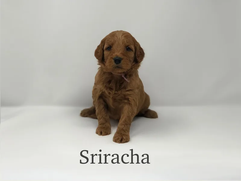 Beloved Texas Doodles