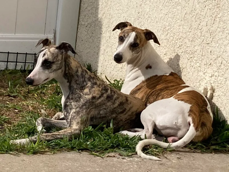 Beloved Whippets