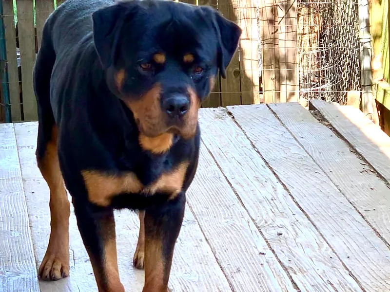 BelovedK9 Rottweilers