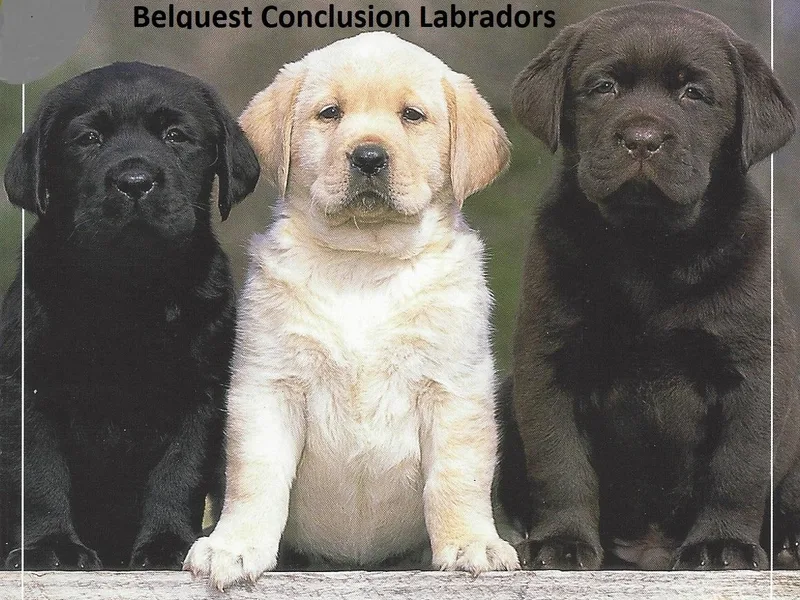 Belquest Conclusion Labradors