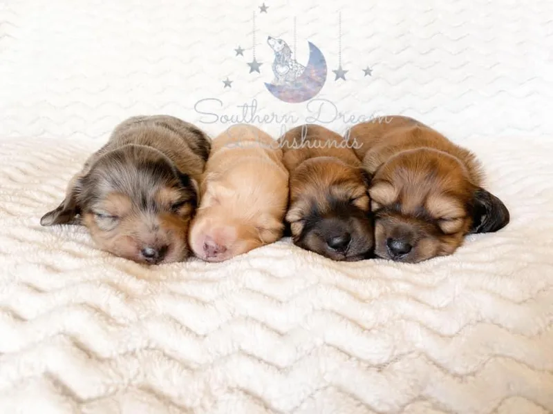 Belridge Dachshunds