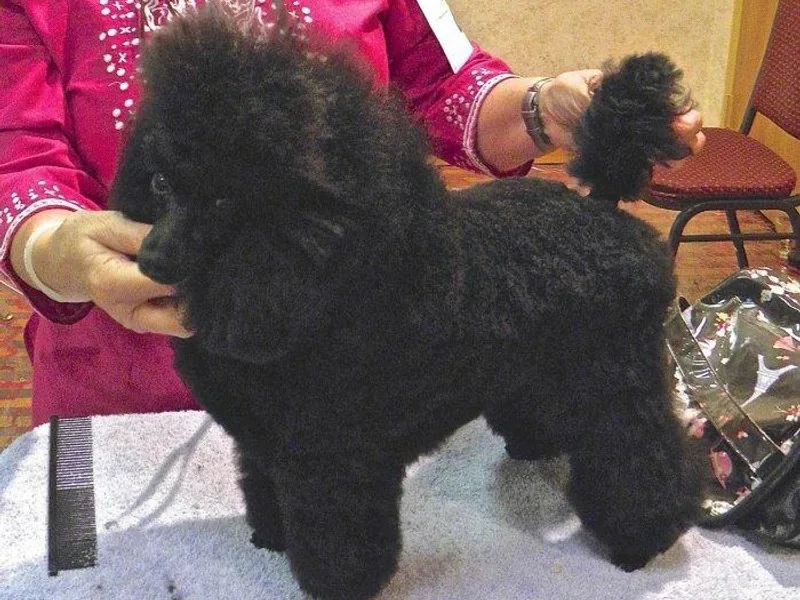 Belstar Toy Poodles
