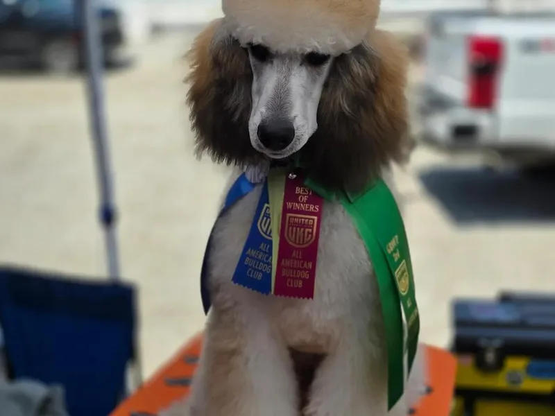 Beltane Standard Poodles