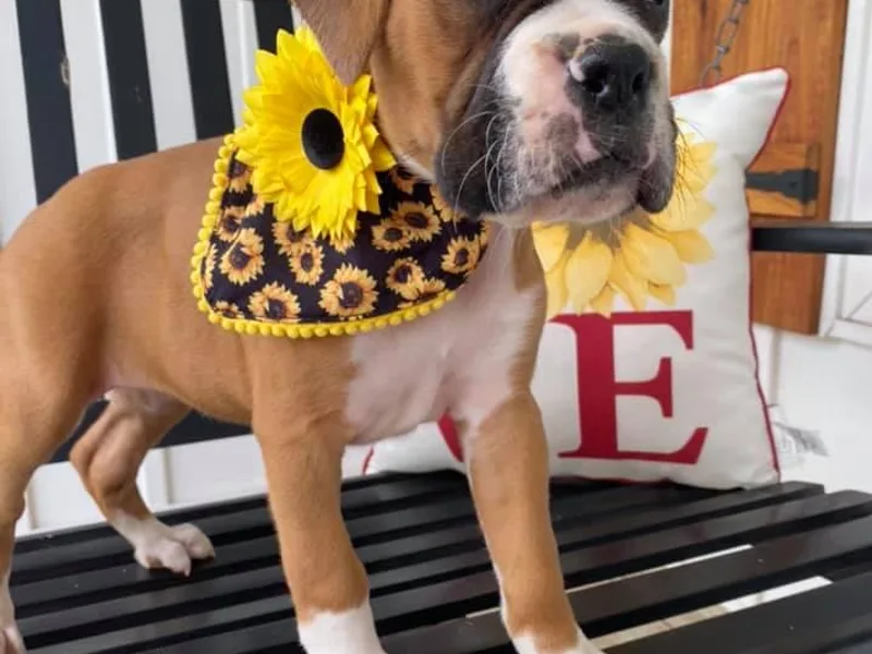 Belue’s Boxers and Bostons