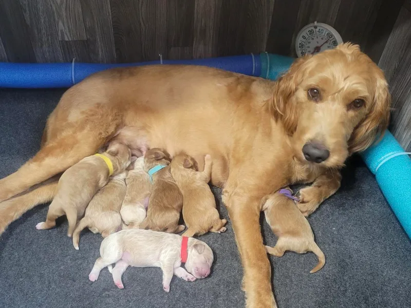 Belvidere Acres Goldendoodles