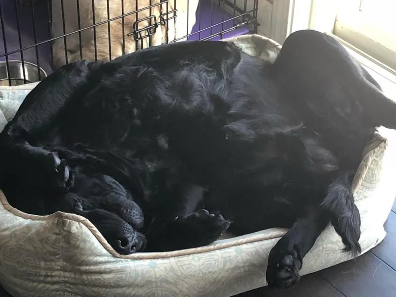 Belvoir Labrador Retrievers