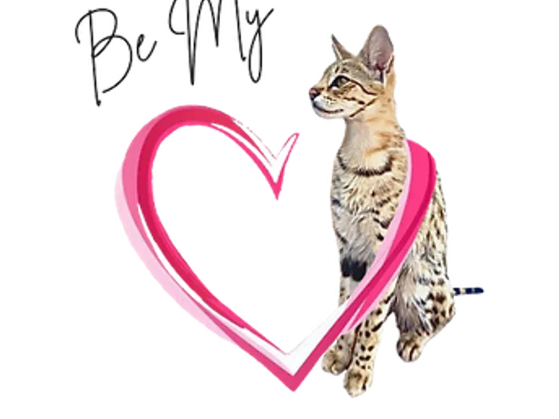 Bemysavannah photo 1