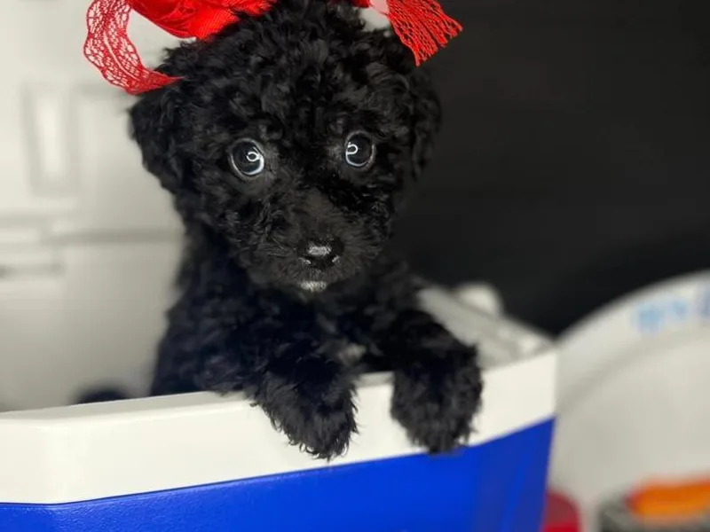 Ben and Jerry Doodles