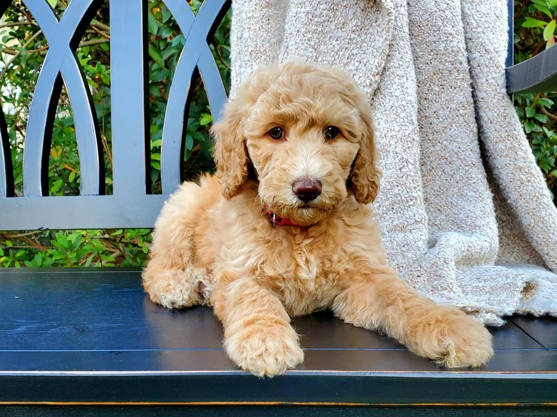 Ben's Best Buddy Goldendoodles