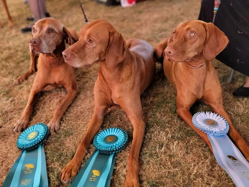 Bender Vizslas