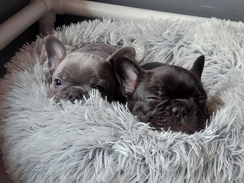 Benelli's Bunch French Bulldogs