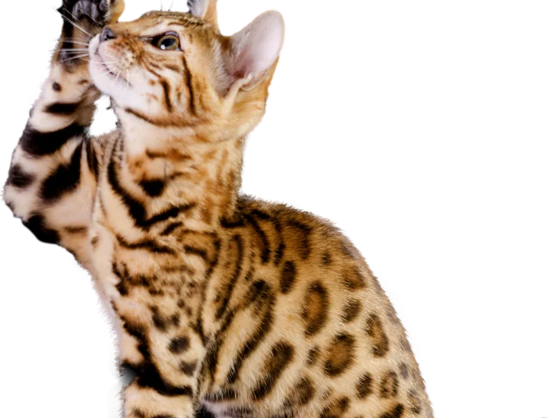 Bengalbuddiesus photo 1