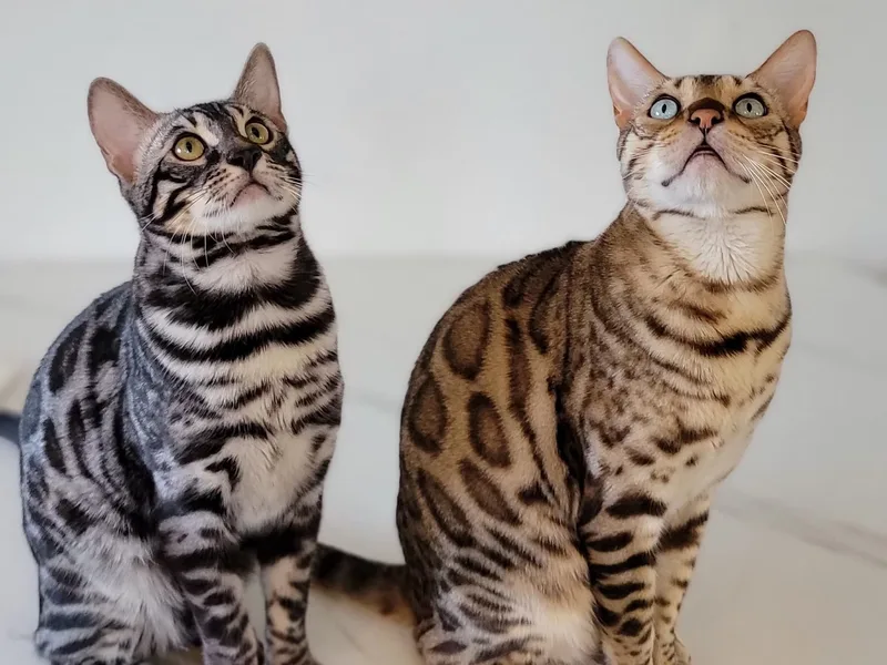 Bengalfurbabies