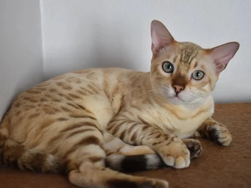 Bengalgemzz photo 1
