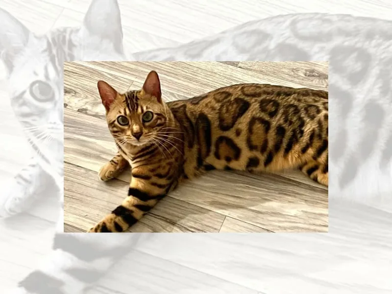 Bengalkitys photo 1
