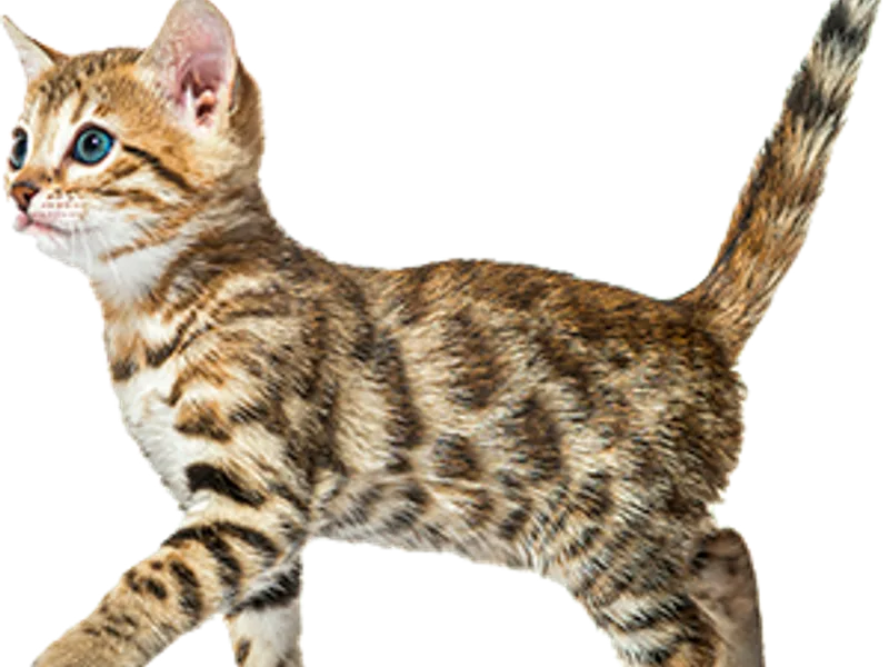 Bengalmusiccats