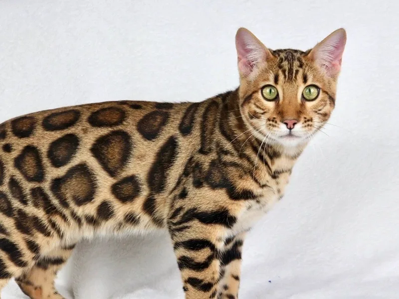 Bengalsandco photo 1