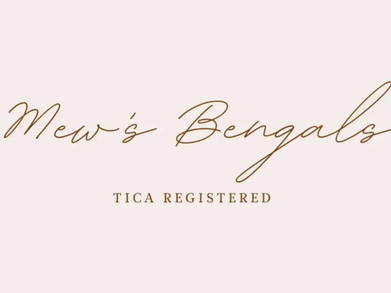 BENGALSBYMEW