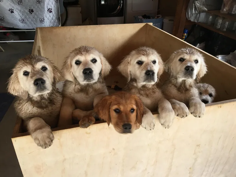 Benjamin Irving Goldens