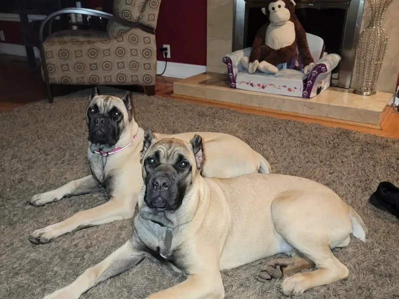Benjamin Ruezga's Cane Corsos