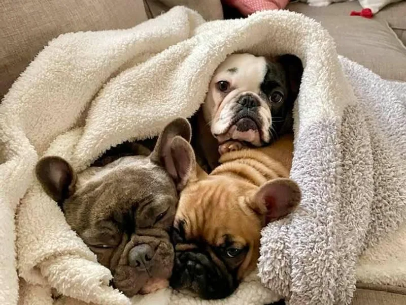 Bennett’s Bullies