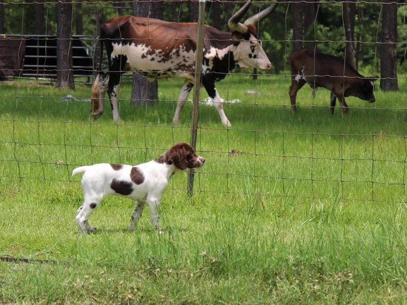 Bennett Still Brittanys