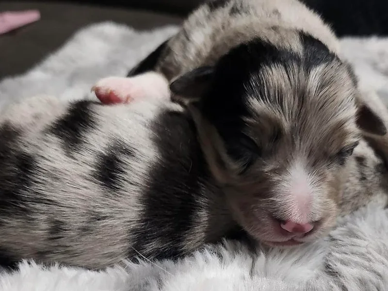 BennettValleyAussies