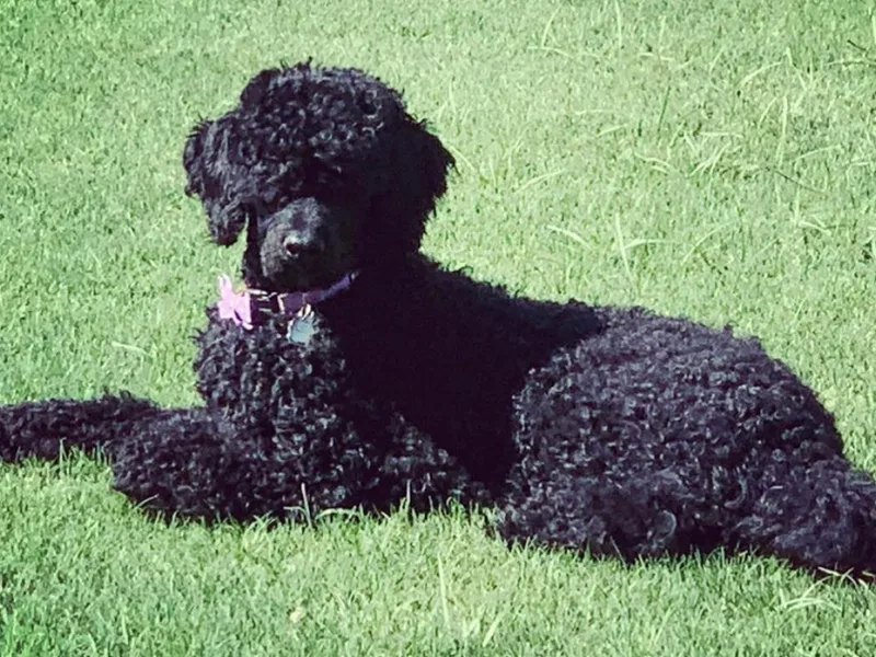 Benson Standard Poodles